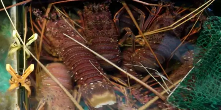 Green Ocean Hunters? The Environmental Effects of Fishing and Aquaculture