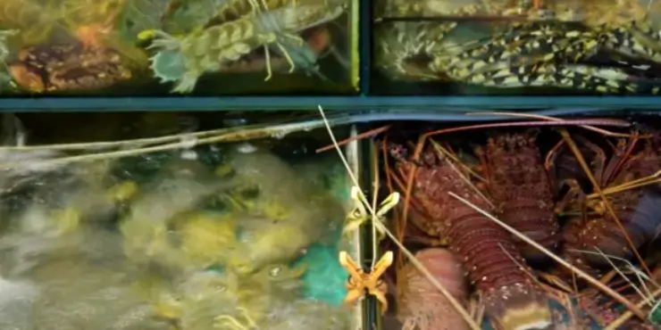 Green Ocean Hunters? The Environmental Effects of Fishing and Aquaculture, Part 2