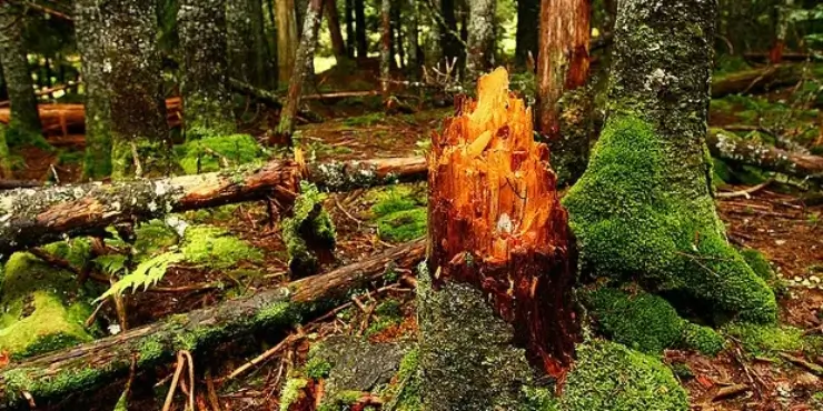 Encouraging Ecological Forest Management