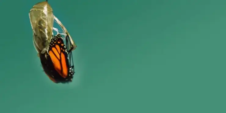 26 Life-Cycle-Based Business Strategies that Matter