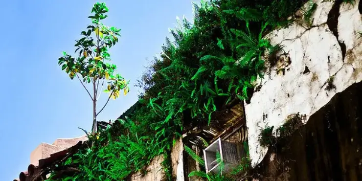 More Than Ecosystem Dynamics – Understanding the Different Concepts of Resilience