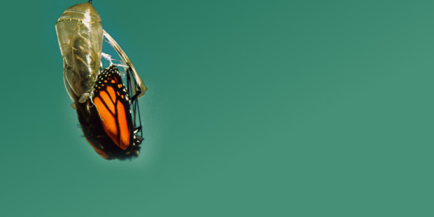 26 Life-Cycle-Based Business Strategies that Matter