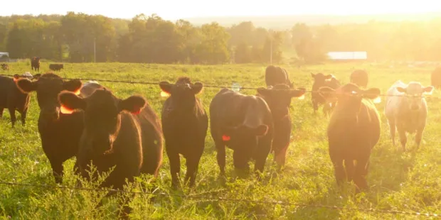 The Cow, Black Sheep of Our Climate